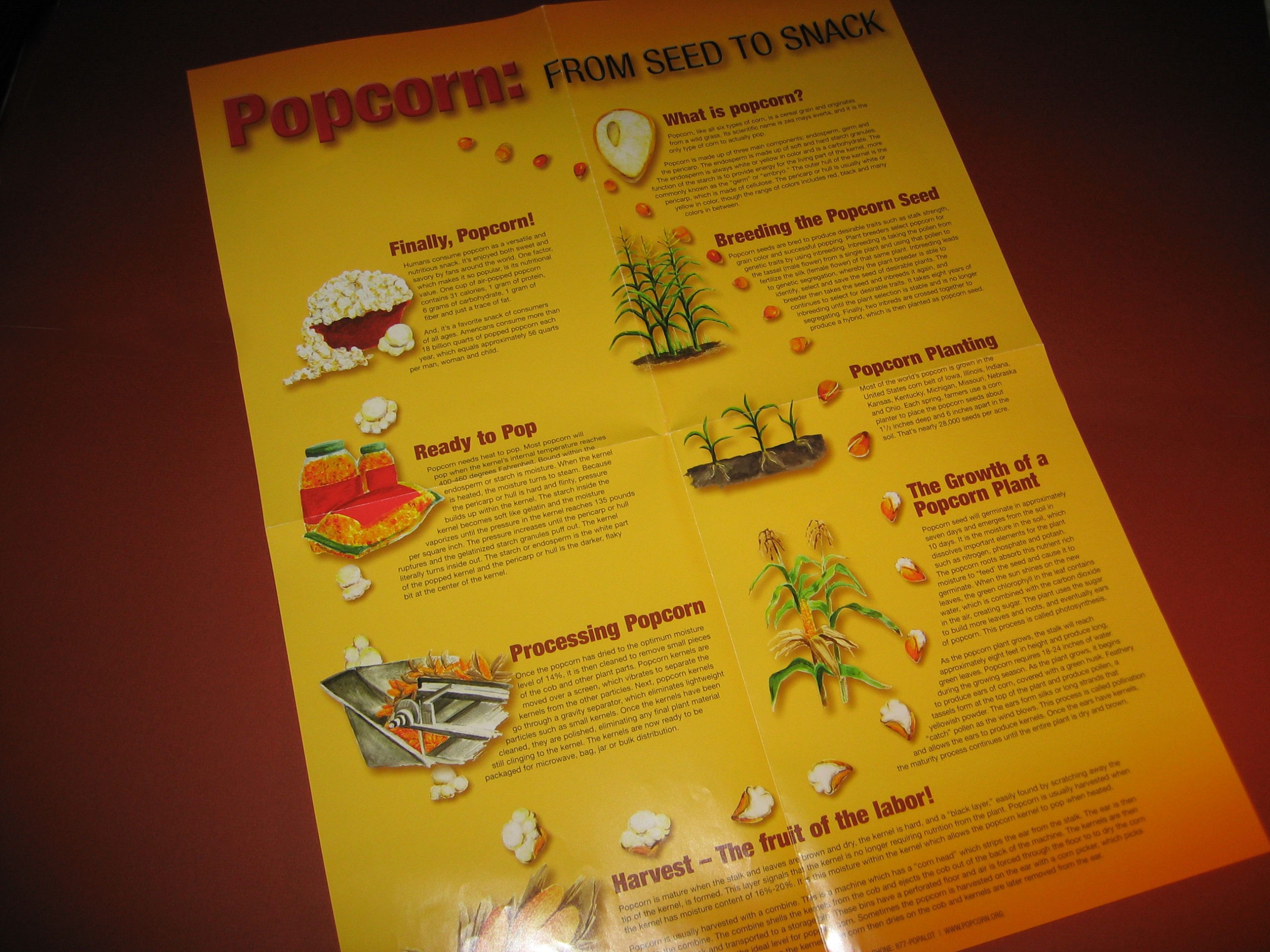 Poster - the life of a popcorn kernel